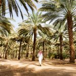 pokok madinah