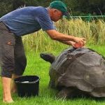 jonathan tortoise